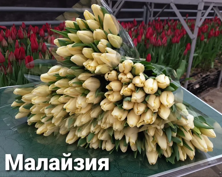 Малайзия
