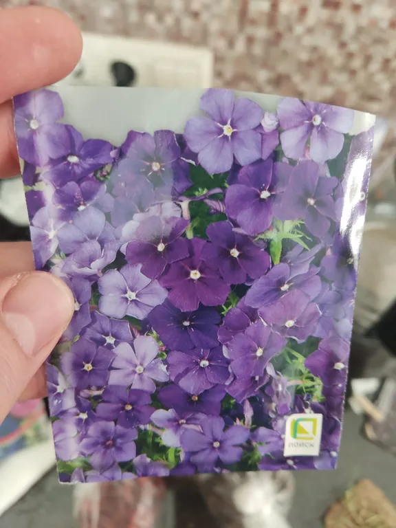 Флокс друммонда Красотка в голубом