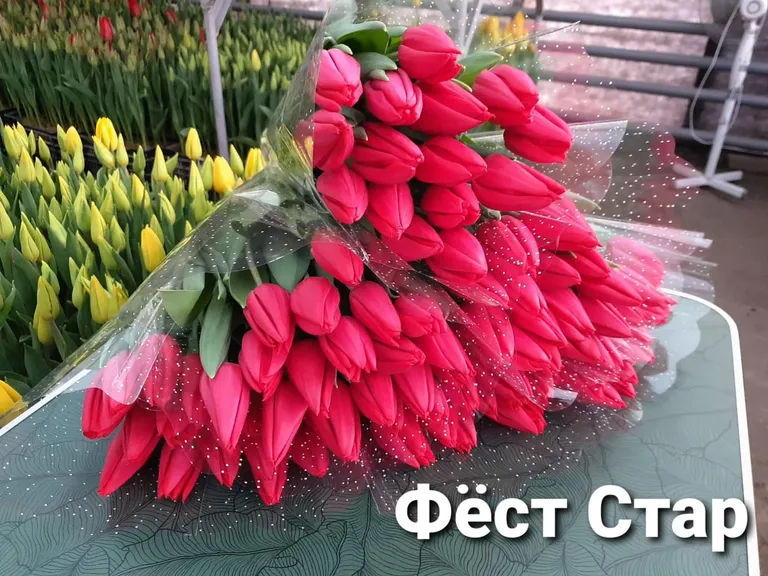 Фест стар