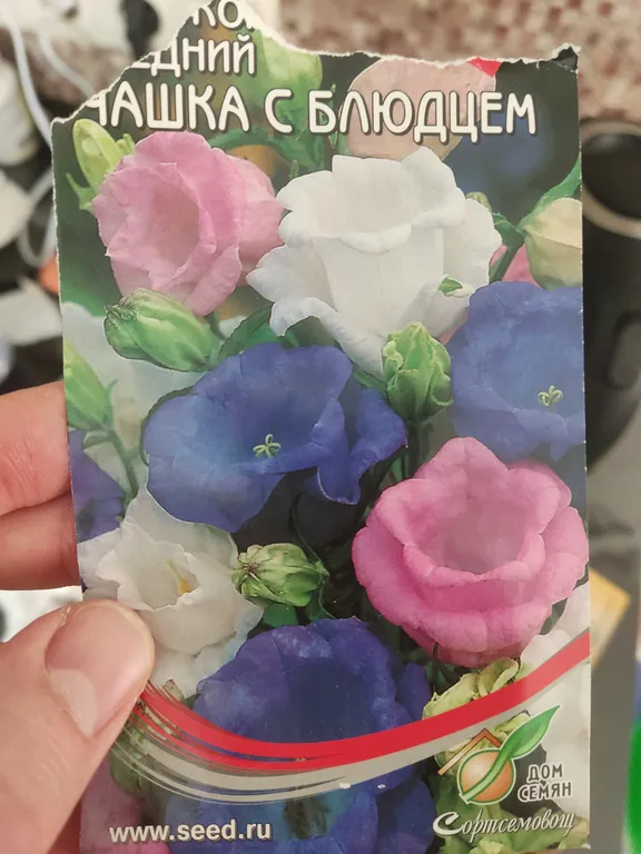 Колокольчик средний Чашка с блюдцем Синий