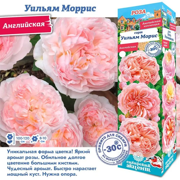 Роза английская Уильям Моррис