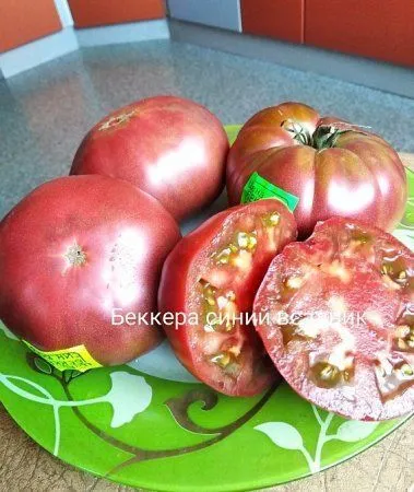 Томат Беккера Синий всадник