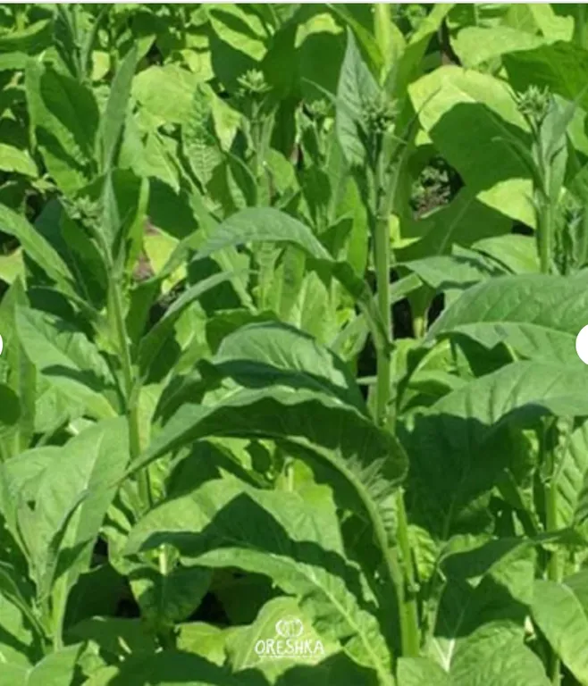 Табак Сигарный with gold