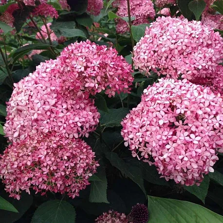 Гортензия древовидная Мейджикал Пинкербелл