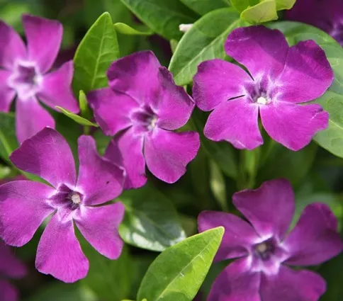 Барвинок Atropurpurea