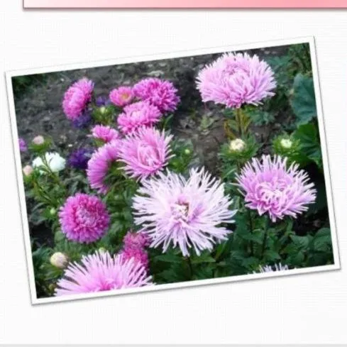 Астра Думка 