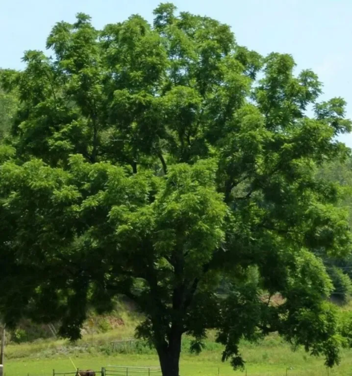 Чёрный орех «Фарго» (Juglans nigra «Fargo»)