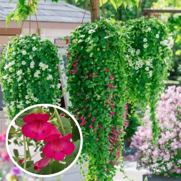Lophospermum Compact Pink