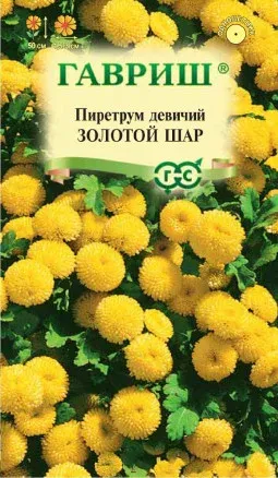 Пиретрум девичий Золотой шар