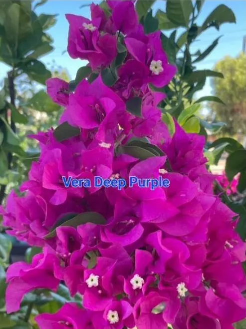 Бугенвиллия  Vera deep purple