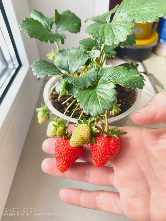 Земляника Хадемар