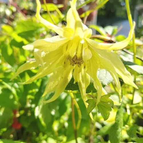 Клематис Голден сюрпрайс