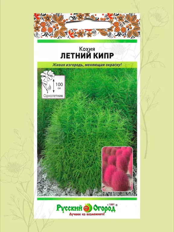 Кохия Летний Кипр