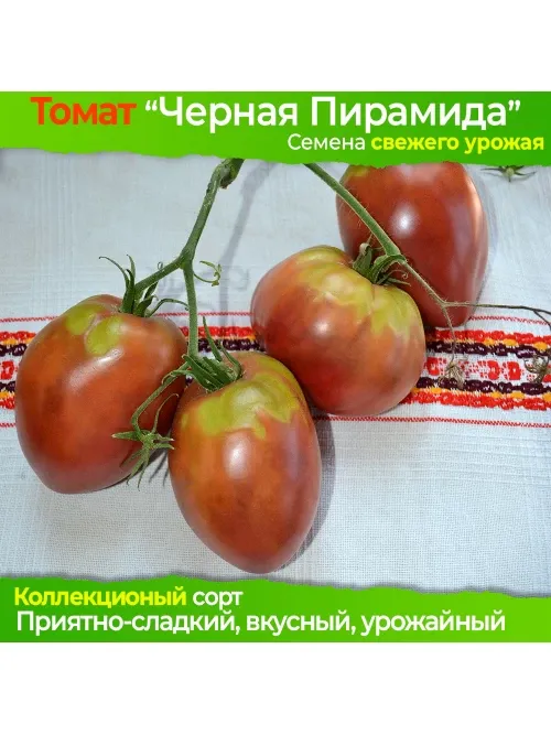 Томат Чëрная пирамида