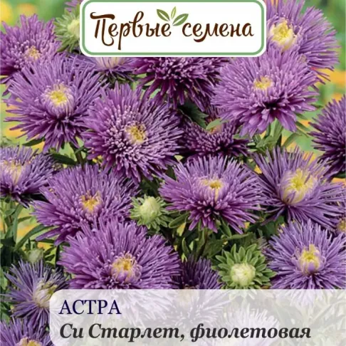 Астра Си Старлет фиолетовая