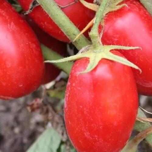 Томат Poмa VF