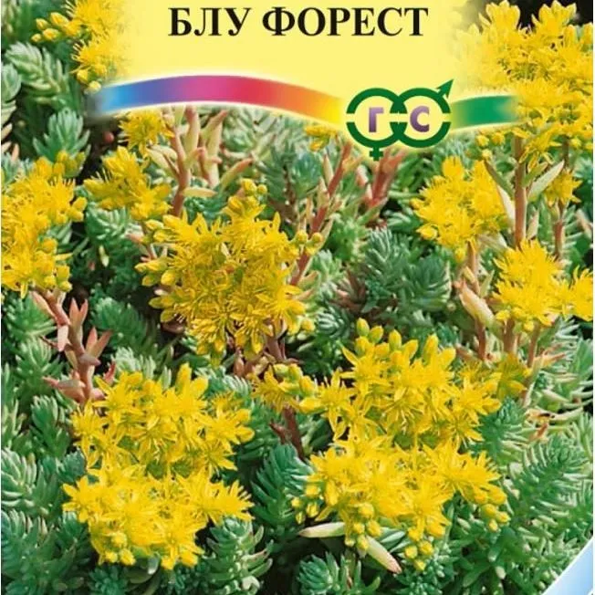 Очиток Блу форест