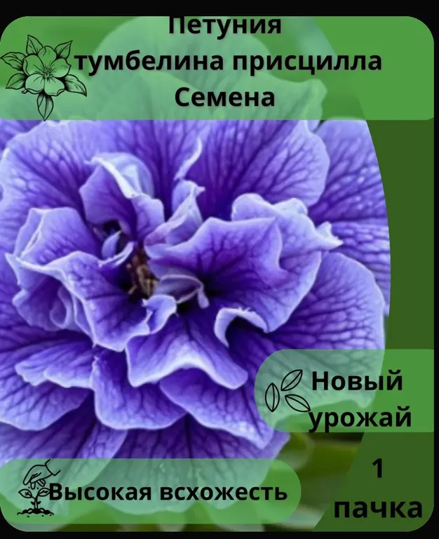 Тумбелина присцилла 