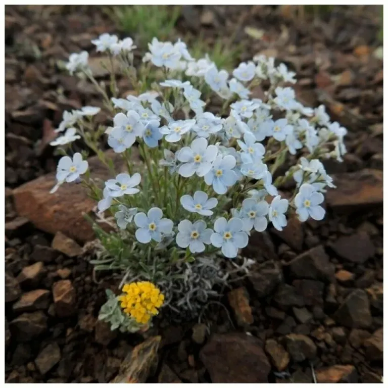 Незабудка альпийская Виктория (смесь)