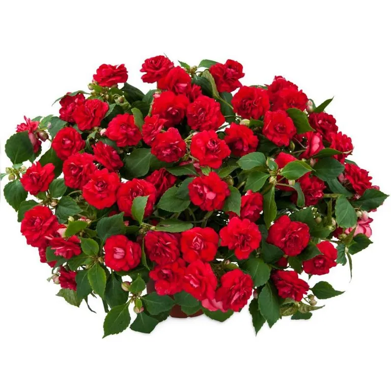 Бальзамин Musica Elegant Red 
