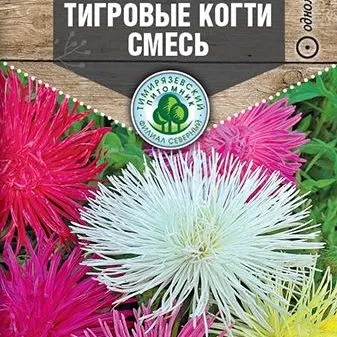 Астра коготковая Тигровые когти