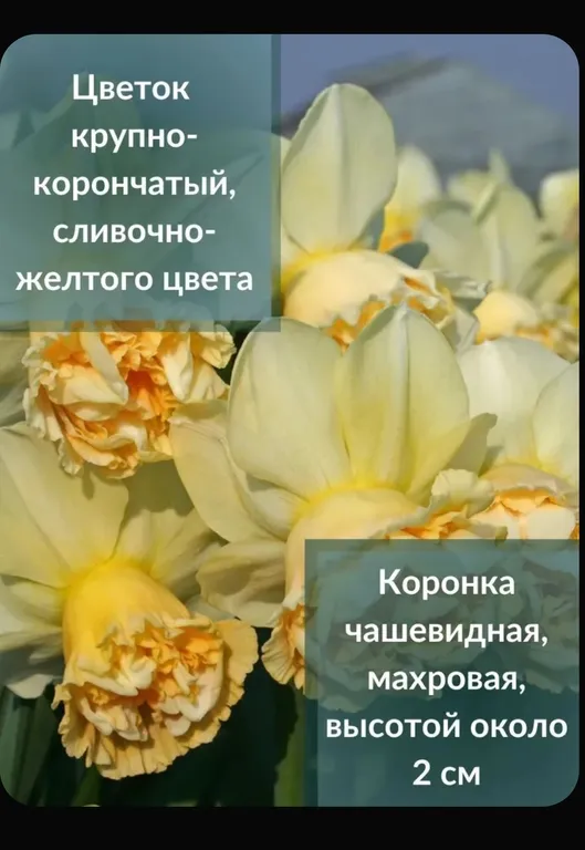 Нарцисс Арт Дизайн, фото 3