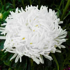 Астра Хризантемовидная Ориент