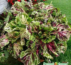 Колеус Русский размер