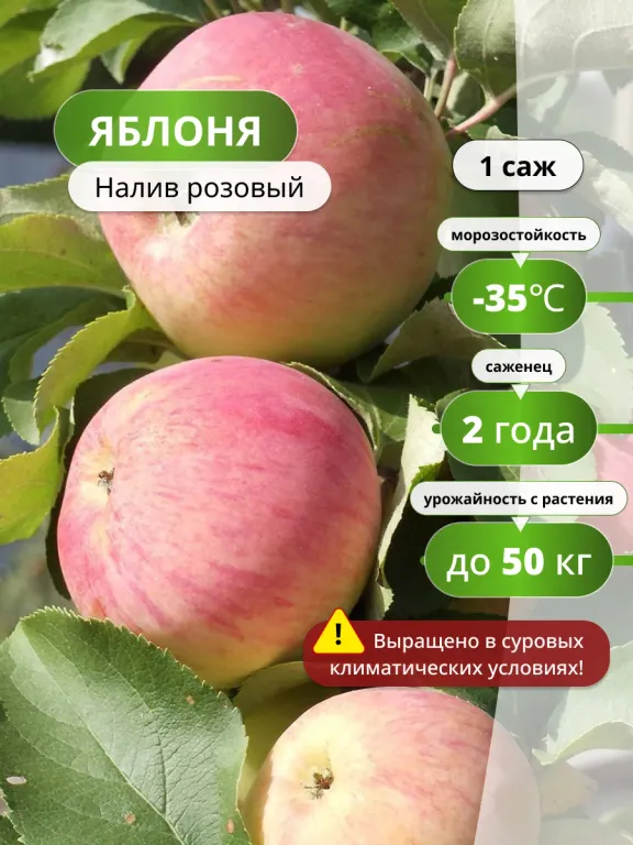 Яблоня Розовый налив (колоновидная)