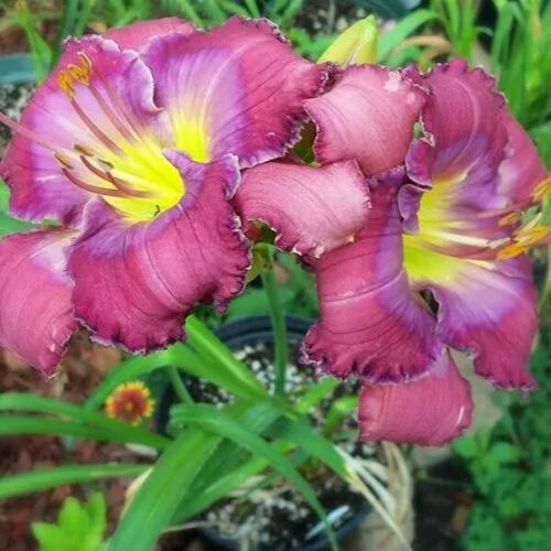 Лилейник Лавендер Блу Бэби