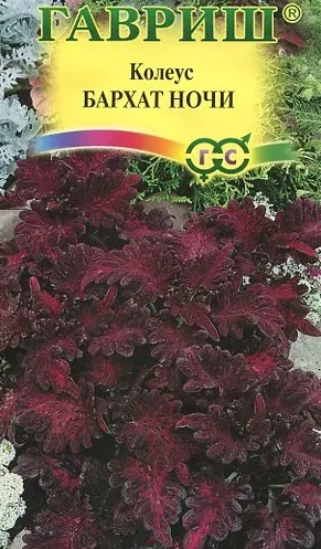 Колеус Бархат ночи