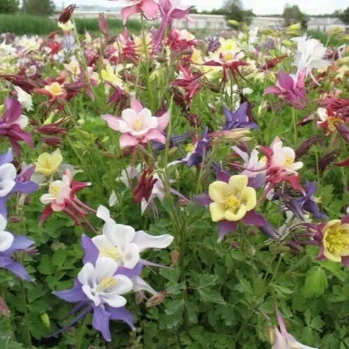 Аквилегия Алтайский гигант смесь