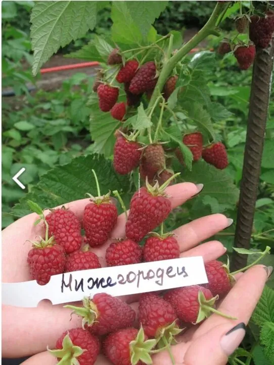 Малина Нижегородец
