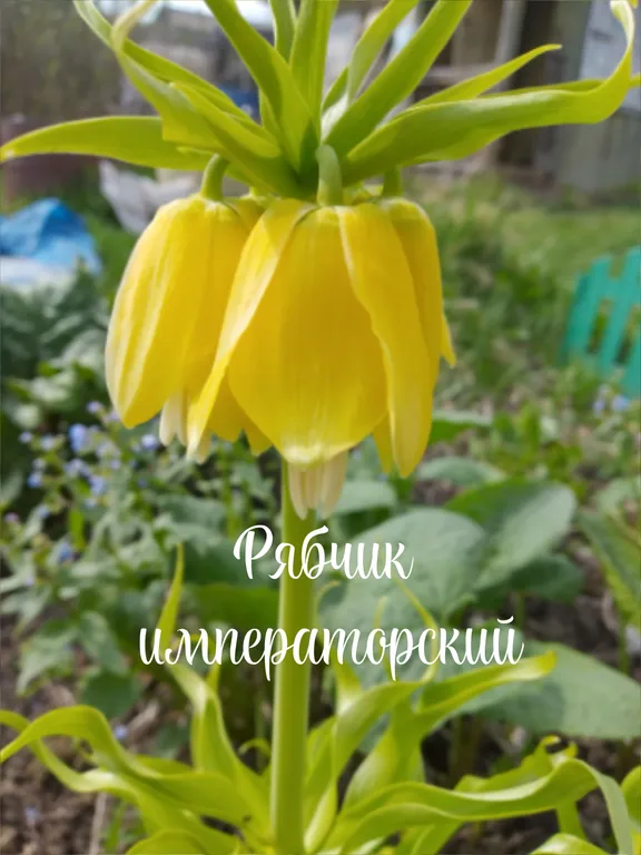 Рябчик императорский Лютея