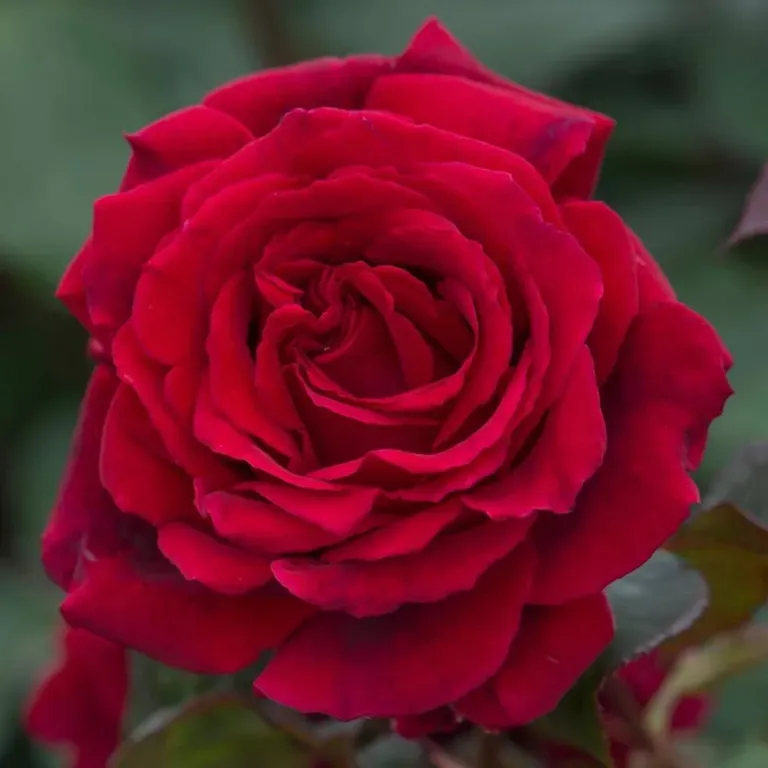 роза velvet fragrance