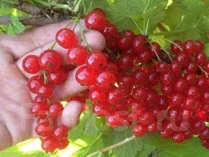 Смородина красная  Глаз Дракона