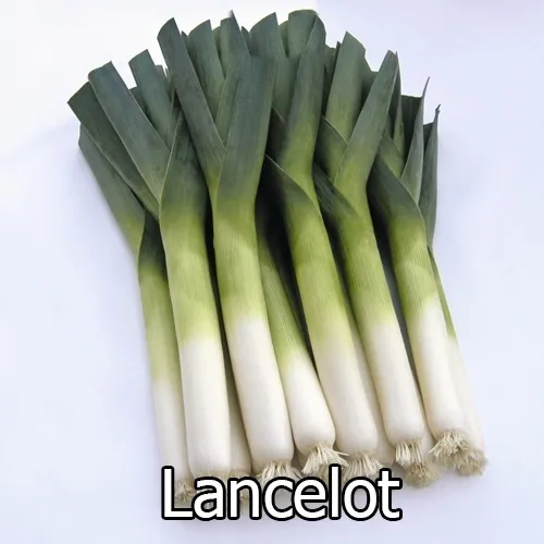 Лук порей Ланцелот