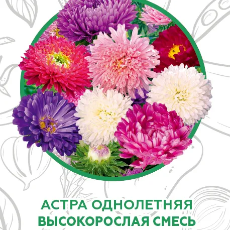 Астра высокорослая смесь