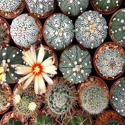 Астрофитум (звездчатый кактус)смесь