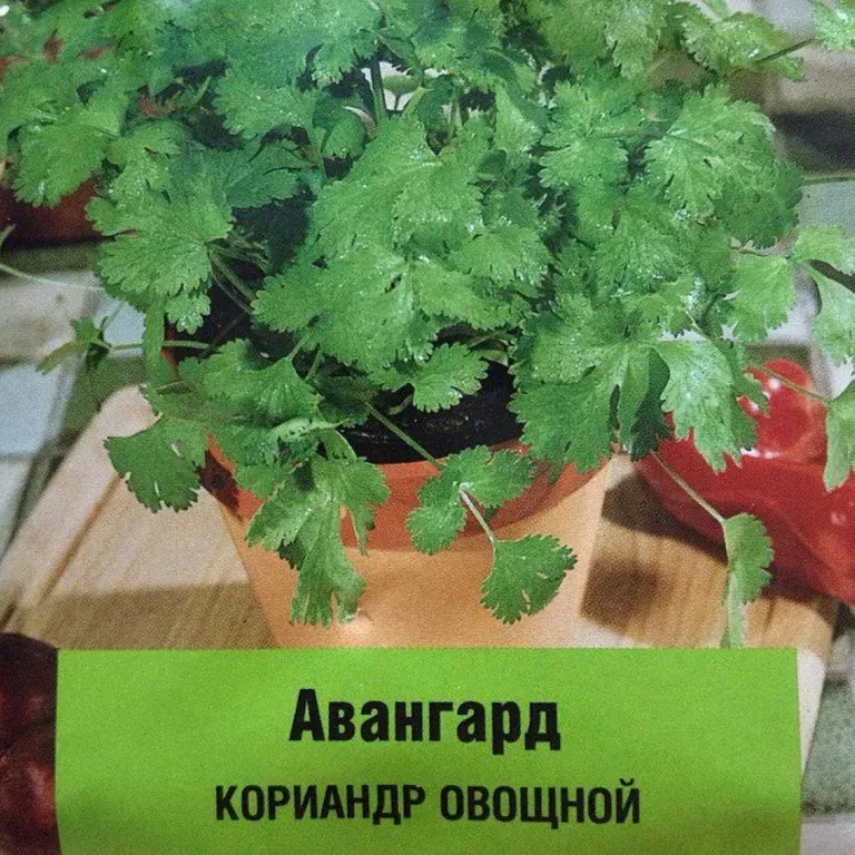 Кориандр овощной Авангард