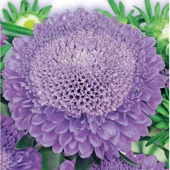 Астра однолетняя Пампушка голубичная