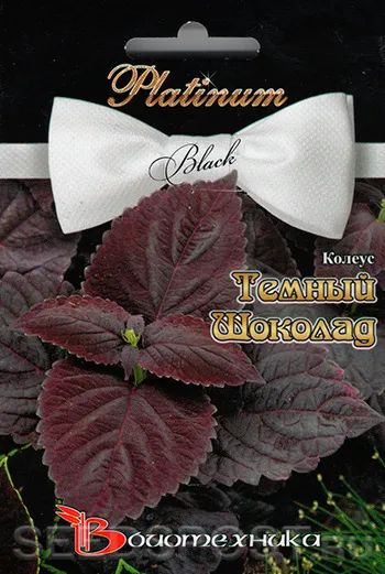 Колеус Шоколад Темный F1