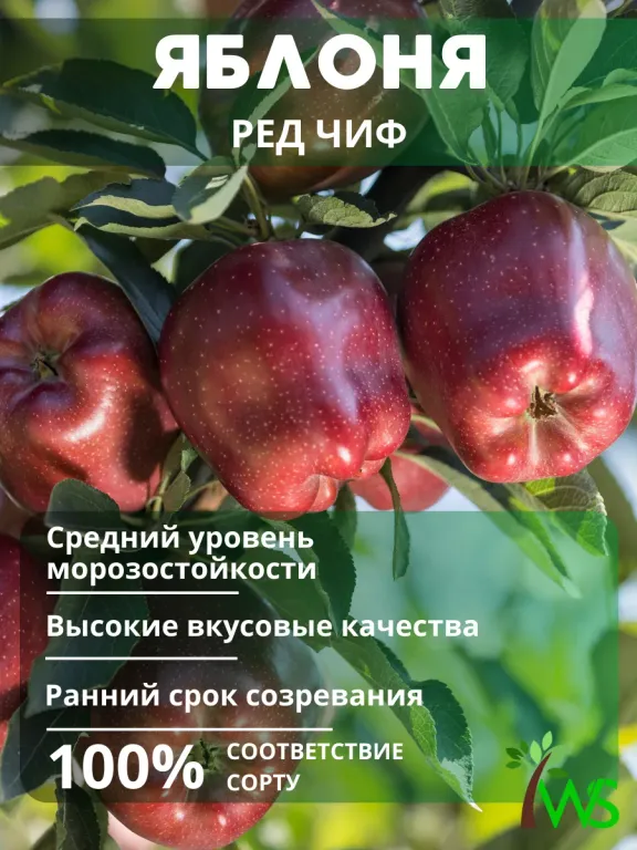 Яблоня Ред Чиф