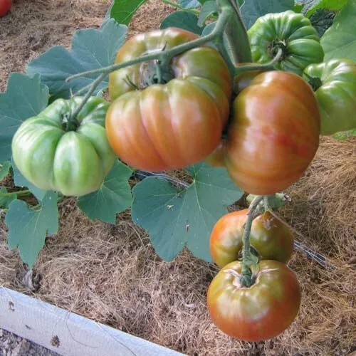 Томат Дикий Тимьян