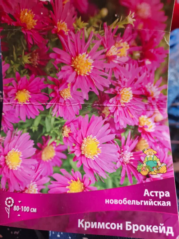 Астра новобельгийская Кримсон Брокейд