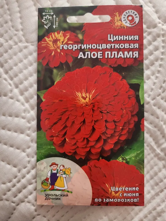 Цинния георгиноцветковая Алое пламя