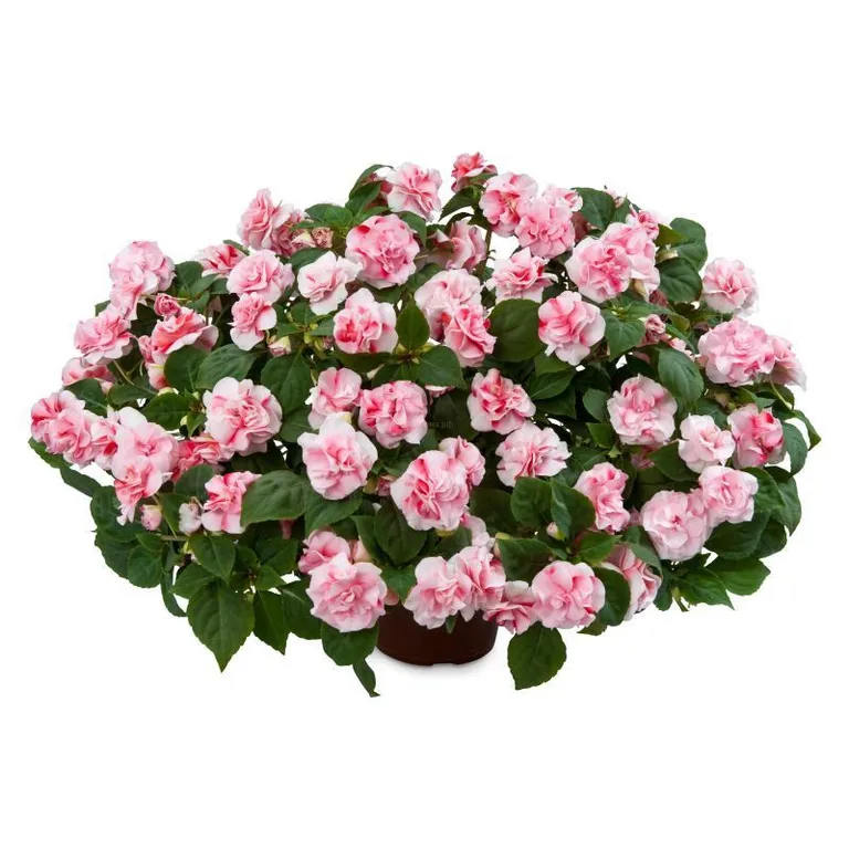  Бальзамин Musica Bicolor Pink 