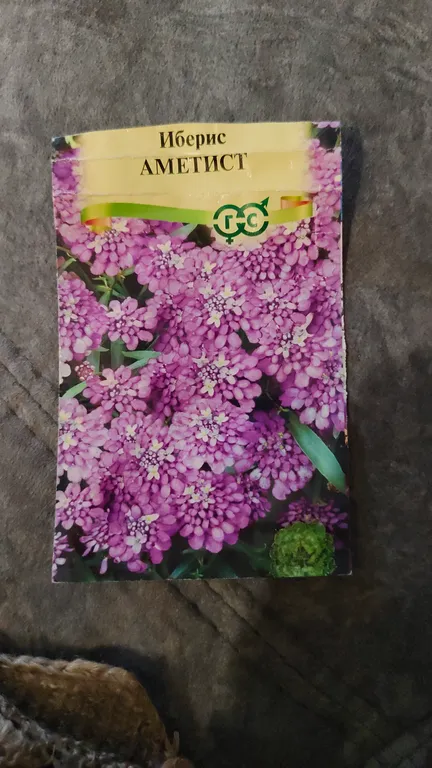 Иберис Аметист