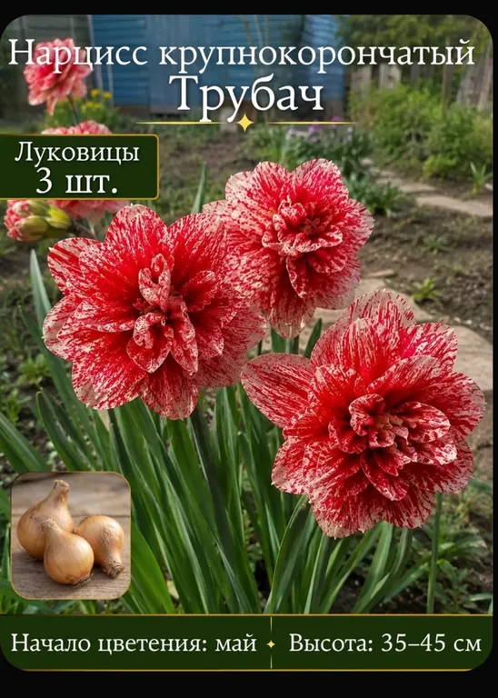 Трубач
