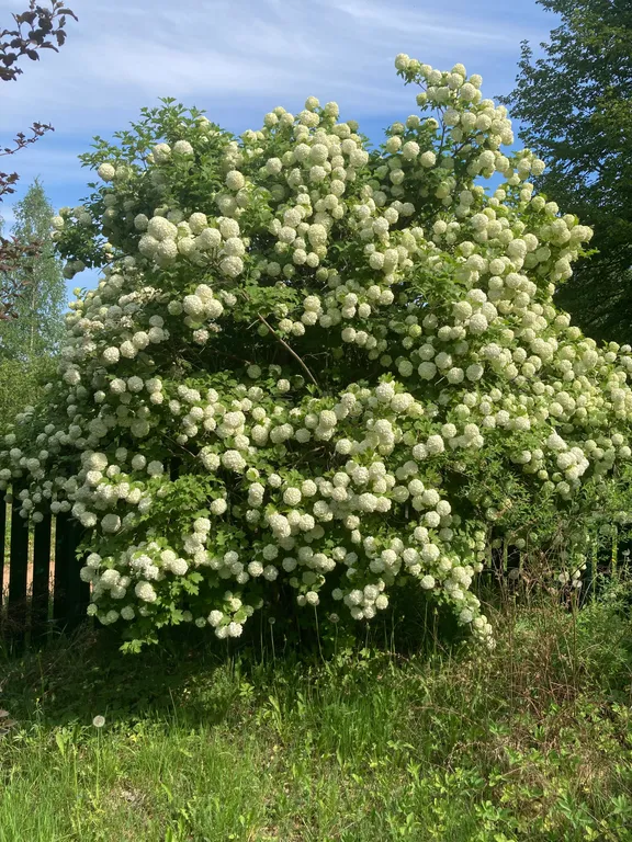Калина бульденеж 